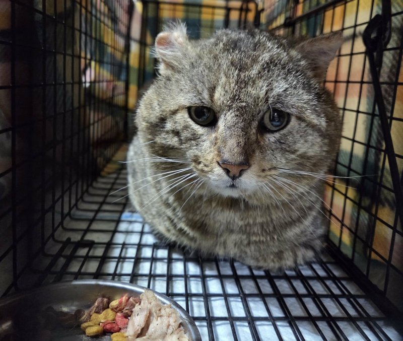 From Seven Cats to 1,000: How One Volunteer Helped Fix a Stray Crisis